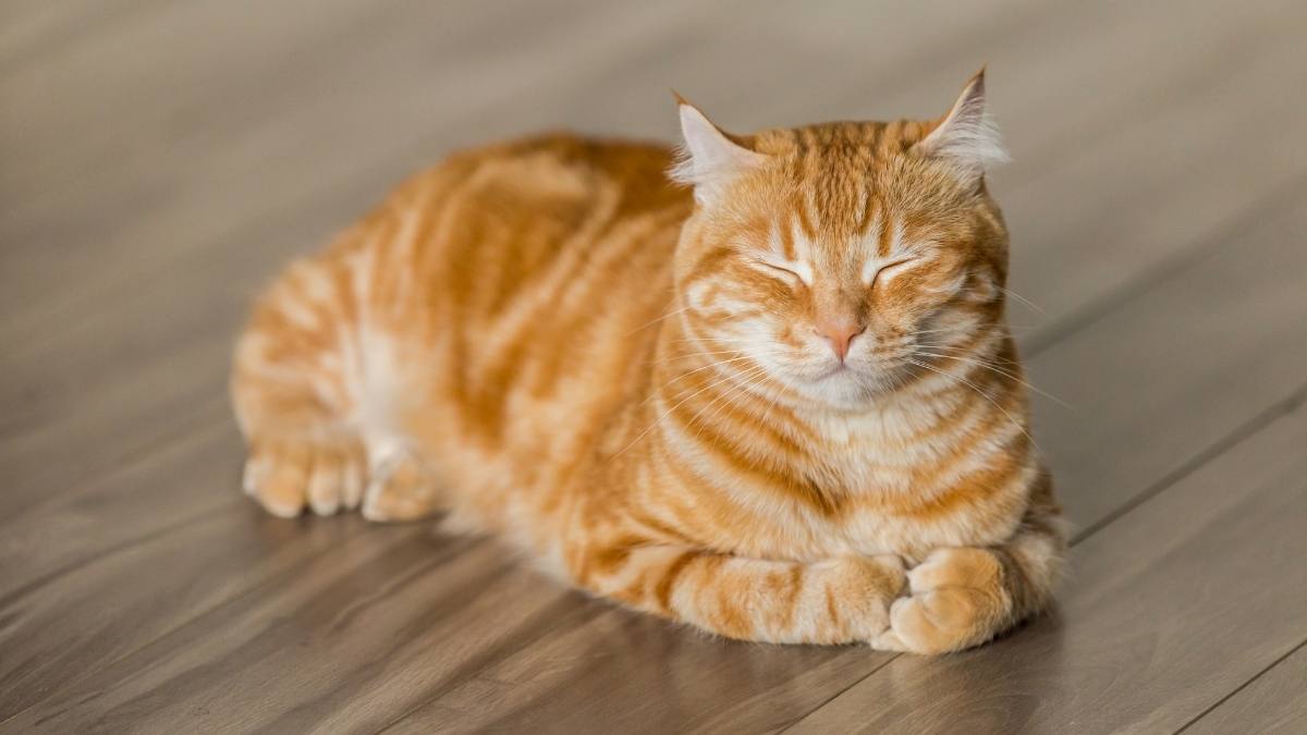 Ảnh của kitty